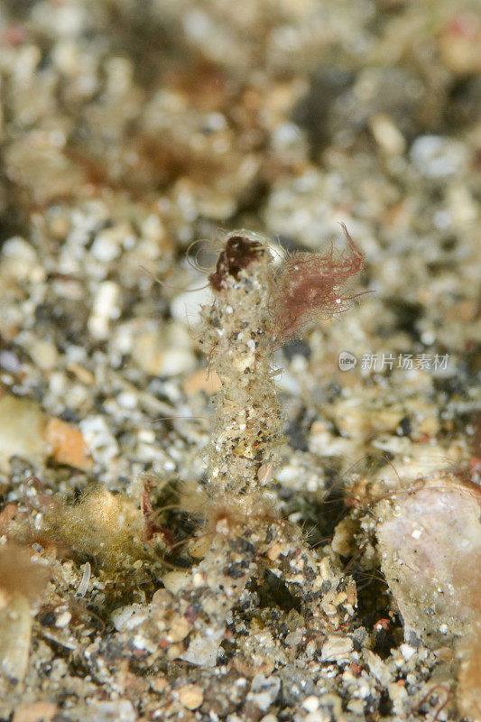 藻类虾 - 植物卡里西穆兰